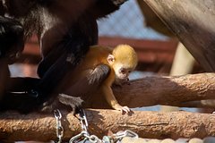 Пьяная обезьяна покусала пять человек в российском регионе