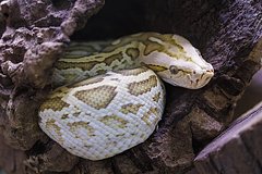 Гигантский питон съел мать четверых детей в Индонезии