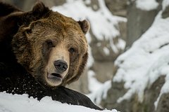 Маленькая акула спасла охотника после нападения медведя-гризли