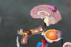 Обнаружен способ остановить болезнь Альцгеймера