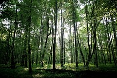 Польский забор нанес многомиллионный ущерб Беловежской пуще