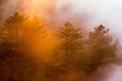 Пострадавшим от лесных пожаров в Приморье пообещали компенсации