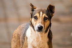 Россиянин построил приют для собак во дворе жилого дома и возмутил соседей