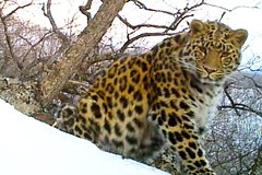 Россиянка просидела в укрытии шесть суток ради снимка леопарда Тайфуна