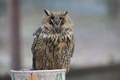 В Москве захотели бороться за права птиц