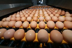 В России ускорилось падение производства яиц