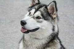 Женщина сдала анализ ДНК и узнала о своем «собачьем» прошлом